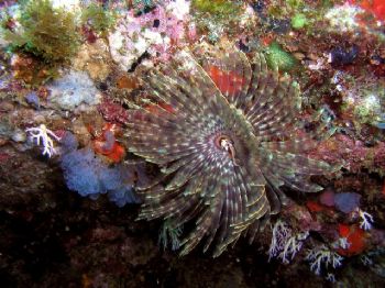 Tubeworm by Talih Tinay 